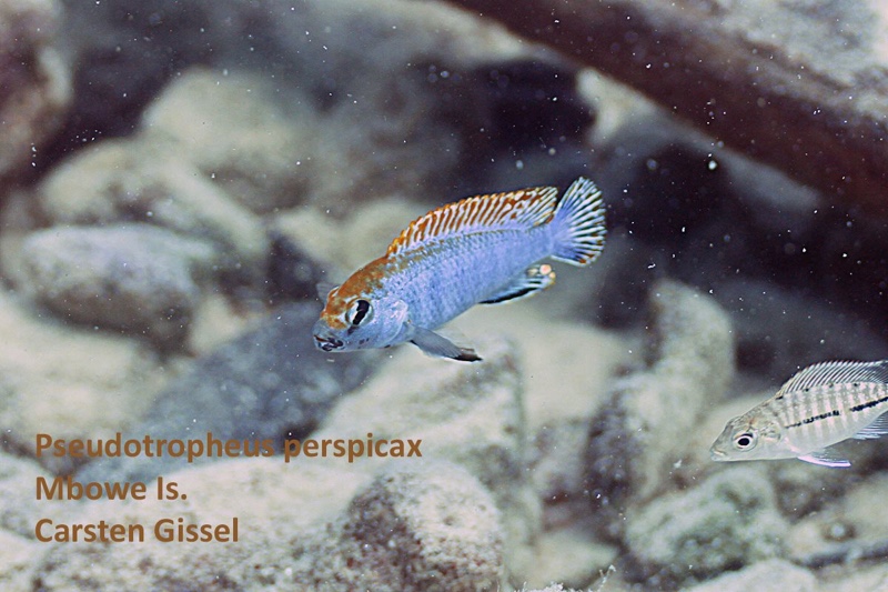 Pseudotropheus perspicax 'Mbowe Island'